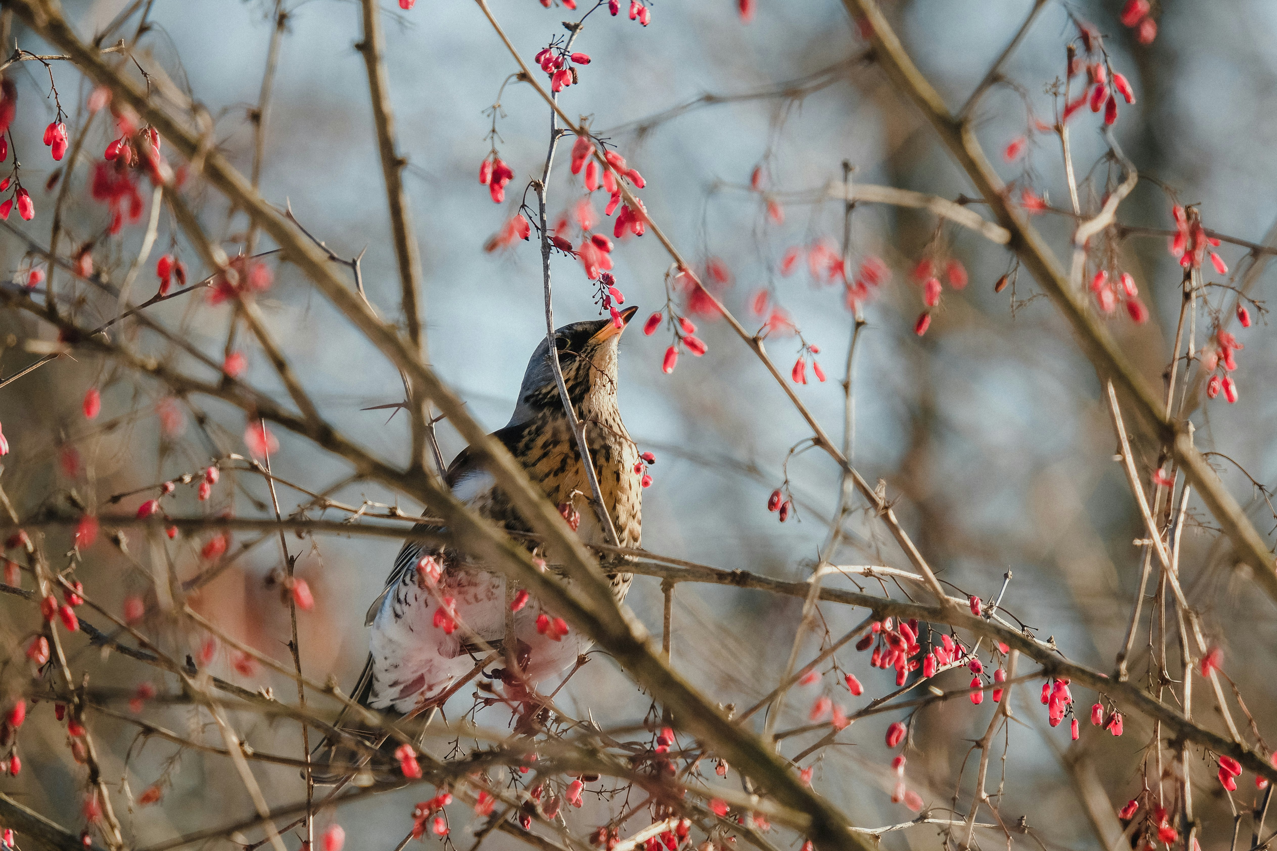 brown and black bird on brown tree branch